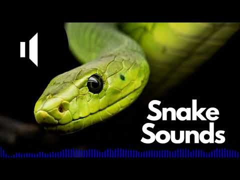 Snake Sound Effects (Hissing / Hiss) | No Copyright