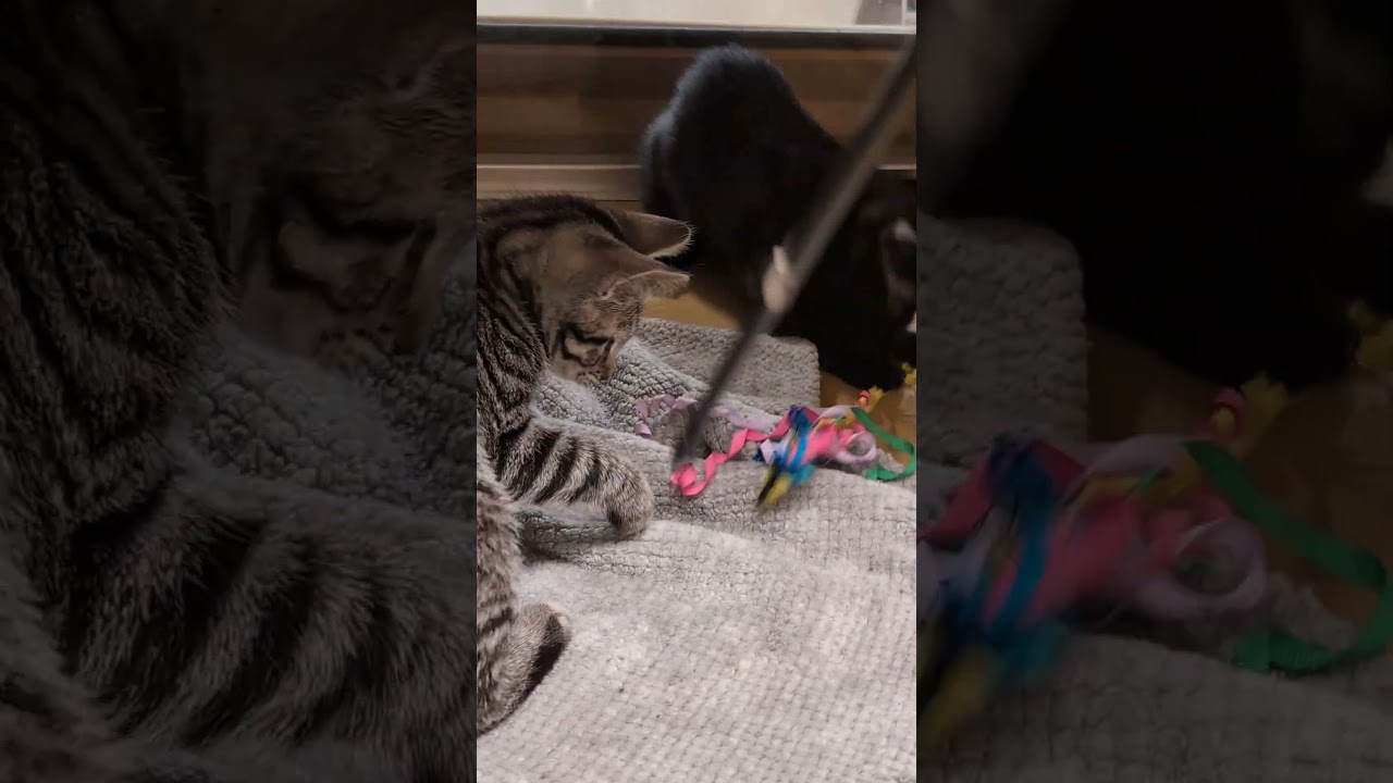 Enlarge Luna, an adopted mixed breed in Pearland, TX video 6/6