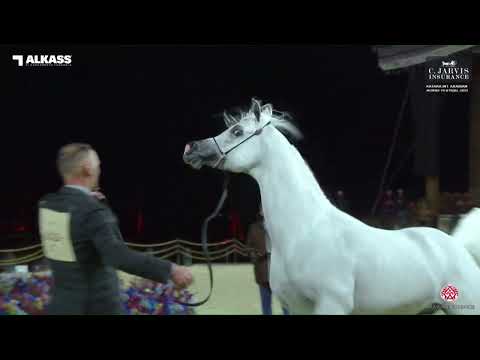 N 213 EXCALIBUR E A    Katara Int  Arabian Horse Festival 2023   Stallions 11+ Years Old Class 12