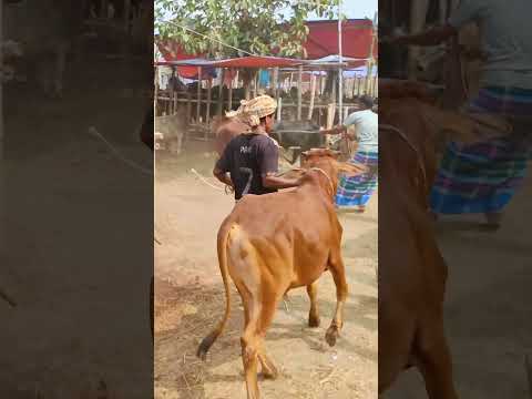Cow videos 683😅 #shortsvideo #funnyshorts #funny #cowGoru #cowcow #funnycow #animals