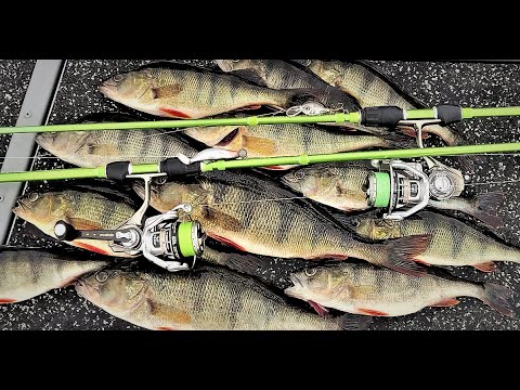 AHVENEN KALASTUS VAAPULLA & JIGILLÄ | AHVEN ALKAA TANKKAAMAAN !