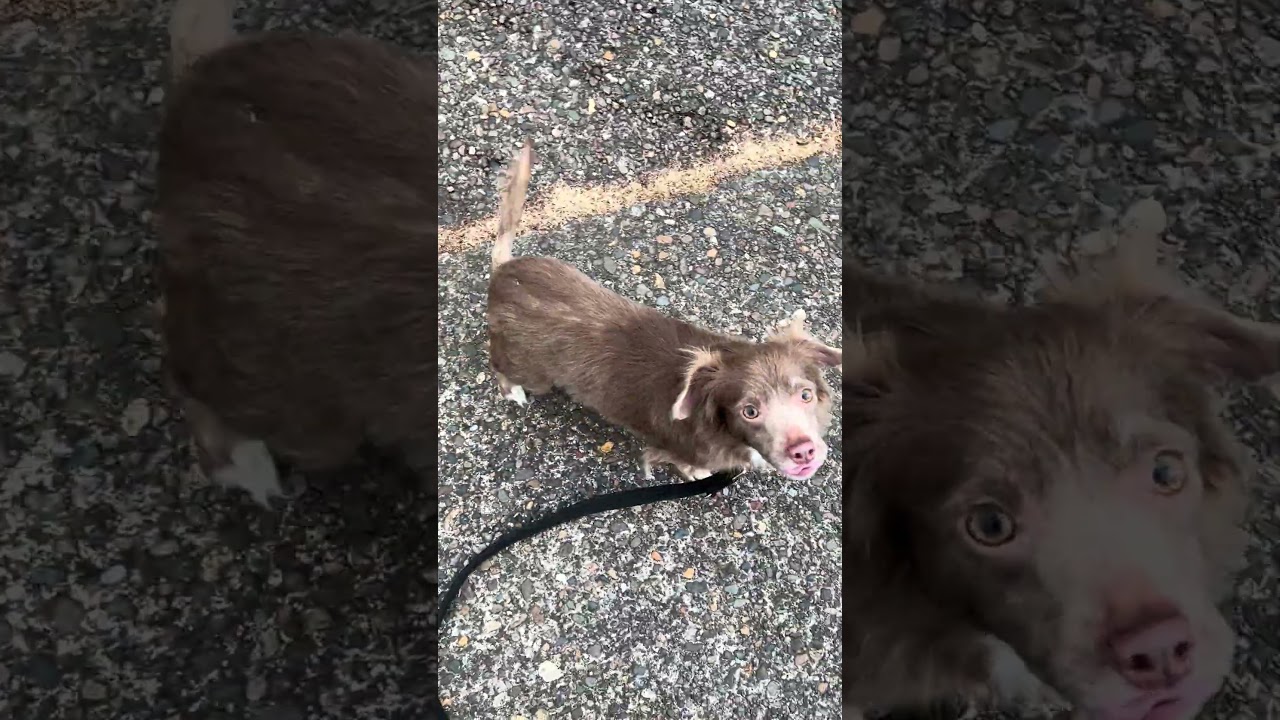 Enlarge Coco, an adopted mixed breed in Tigard, OR video 5/5