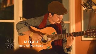 MOAH - Bird of Paradise (Djavan) // NÓMADE