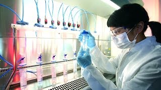 China's "Cloning Factory"