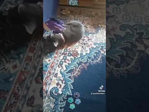 Russian Blue Kitten Toshiko With Her Preys