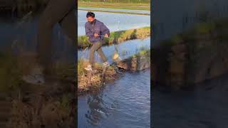 Download lagu Tangkap ikan salmon di sawah jepang [sawah di jepang banyak sekali ikannya  ] #jepang #ikan  vart 28 mp3