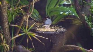 CAT TV 🐦 | 10 Hours of Birds, Nature & Relaxing Cat Music | Calming Entertainment for Indoor Cats