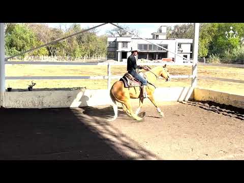 C13P6 EL CAMINO AL FUTURITY VIP