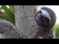 Andy Garcia ft. Barbatuques & Rita Moreno - Beautiful Creatures (Extended/Long version)