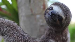 Andy Garcia ft. Barbatuques & Rita Moreno - Beautiful Creatures (Extended/Long version)