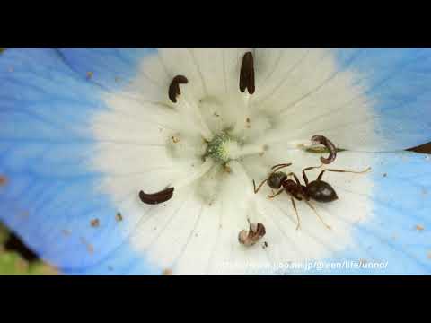 ネモフィラの花の蜜を飲むトビイロケアリ