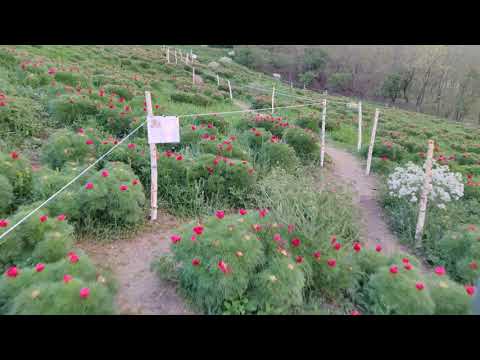 Tur virtual al Rezervației Naturale Bujorul de stepă din Zau de Câmpie