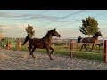 JUMENT DE DRESSAGE (CCE) – 4 ANS – JAYSON x GRIBALDI