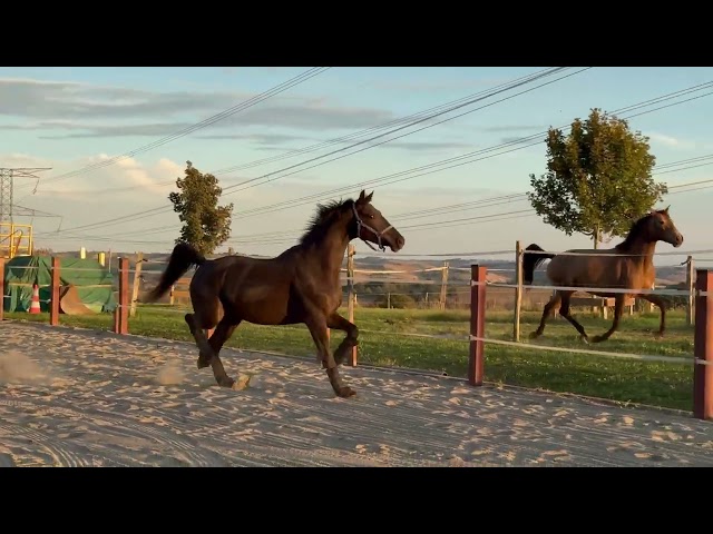 JUMENT DE DRESSAGE (CCE) &ndash; 4 ANS &ndash; JAYSON x GRIBALDI 
