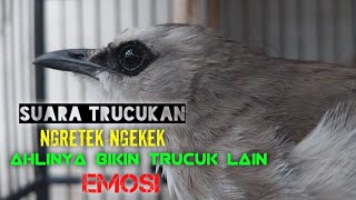Download lagu suara pancingan trUCukan ngretek ngekek..hati hati trucuk mu langsung emosi nyaut bunyi.. mp3 Download lagu suara pancingan trUCukan ngretek ngekek..hati hati trucuk mu langsung emosi nyaut bunyi.. mp3
