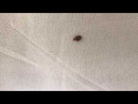 Bed Bugs Festering in Brick, NJ