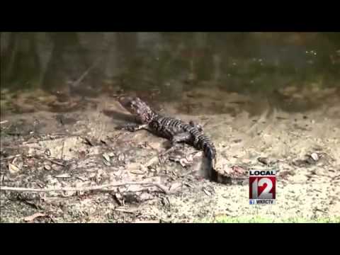 Giant gator shows up on Florida golf course