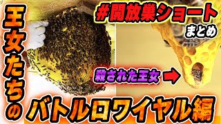 週末養蜂開放巣ショート動画まとめ〜王女達のバトルロワイヤル編〜