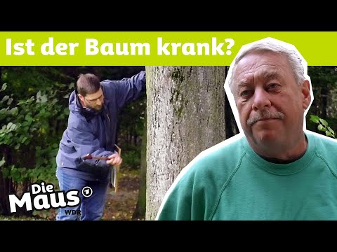 Wann muss ein Baum gefällt werden? | DieMaus | WDR