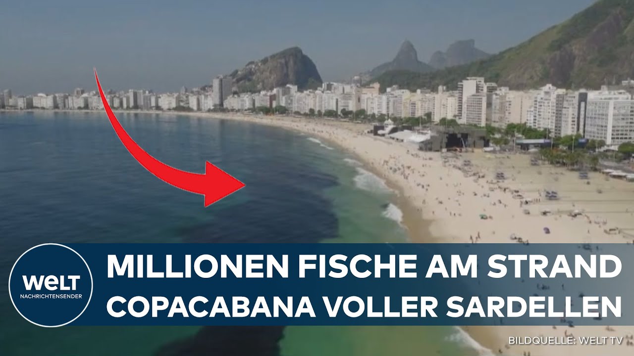 SELTENES NATURSCHAUSPIEL: Millionen Sardellen vor Rio – warum die Copacabana plötzlich brodelt