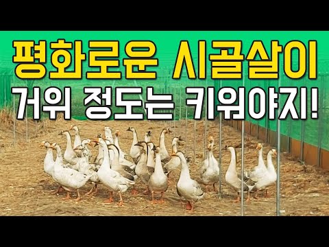 , title : '시골일상 | 거위키우기 | 거위밥주기'