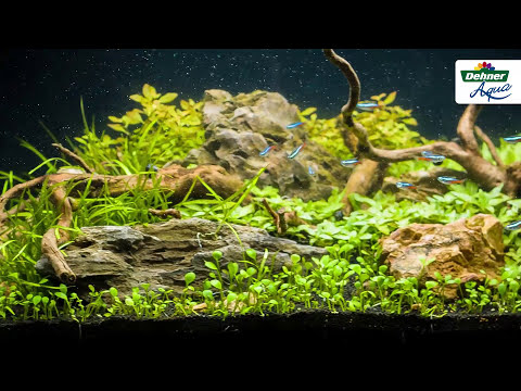 Kleines Aquarium einrichten 🐠 Aquarium bepflanzen 🌿 Dehner Aqua Start 60