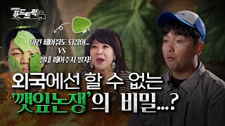 깻잎이 논쟁의 중심이 될 수 밖에 없었던 이유｜한태웅의 푸드트럭