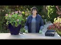 How to Overwinter Geraniums | Preserve Your Plants This Winter Season | Garden Gate Magazine