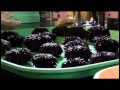 Your Videos On QUEST Dan Griffin Of GG Films KQED QUEST