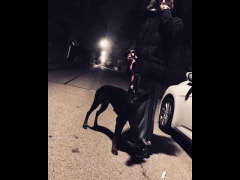 genumorbid - sleepless (2019)