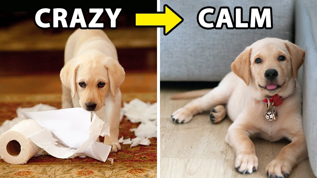 Do This Every Day For A Calm Dog