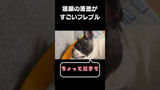寝顔の落差がすごいフレブル #フレンチブルドッグ #dog #vlog #frenchie #shorts