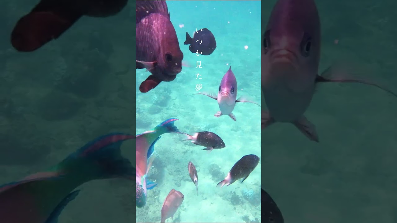 奄美大島 秋山黄色