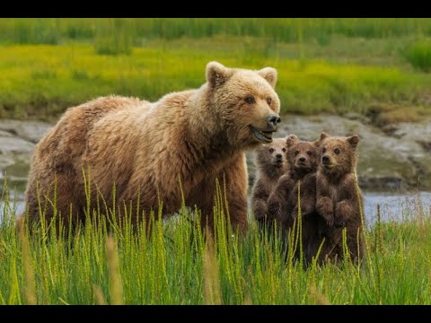 Mama Urs. 4.VIII.2021.