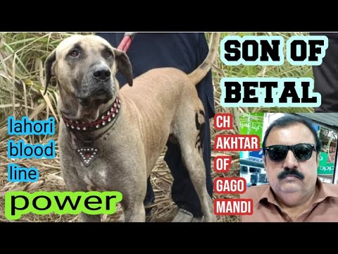 Bully kutta power son of betal | ch akhtar of gago mandi ka shoq shikar | top lahori blood line buly