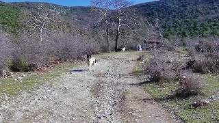 Sunnyboys - Let you Go