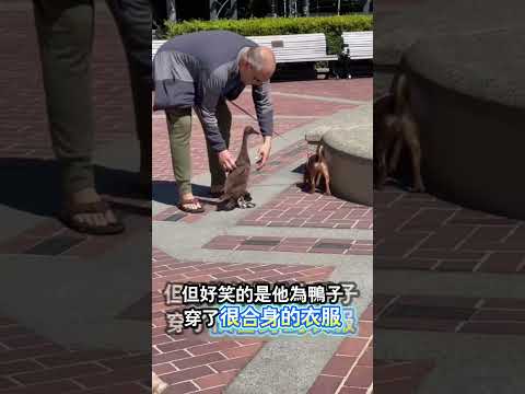 他從哪裡找來這麼合鴨子腳的靴子