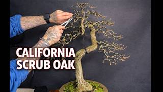 California Scrub Oak Bonsai + Fixing Styling Mistakes