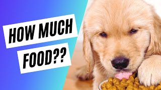 How Much Food to Feed Your Puppy