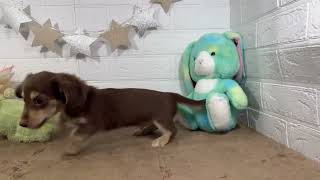 ハーフ犬の動画01