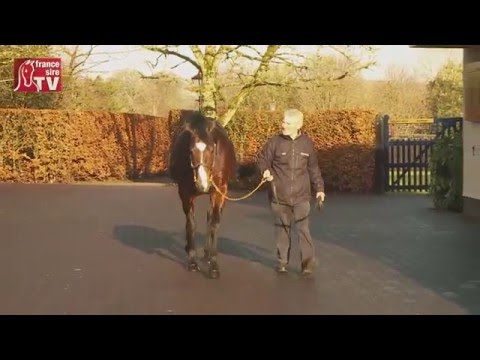 Coolmore Stud avec Gleneagles, Excelebration, Australia et Pour Moi - Irish Stallion Trail 2016