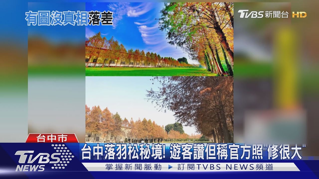 台中落羽松秘境! 遊客讚但稱官方照「修很大」