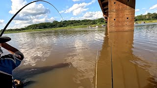 Pai, esse é grande! Nossa o Dourado tá atrás do peixe fisgado e é gigantesco Pescaria Raiz turvo 