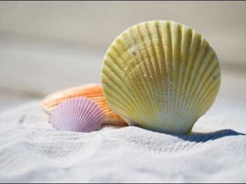 Return of the Obra Dinn - Ch 8: Bargain - 8-Bit Remix