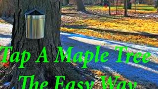 preview picture of video 'The best way on how to tap a maple tree all steps.'