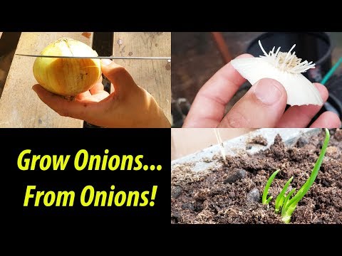 How To Grow An Onion From An Onion Bottom! (2019)