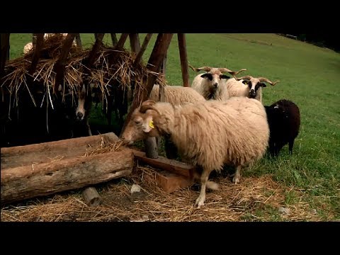 , title : 'VALAŠKA – ovca, ktorá zmenila Liptov'