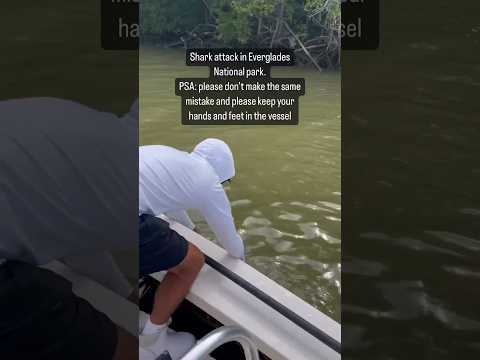 Shark Attacks Fisherman in Florida Everglades!