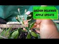Golden Delicious Apple Update