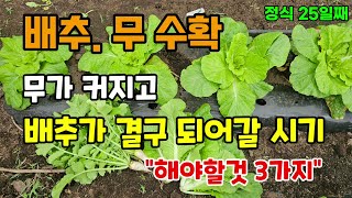 김장무가 굵어지고 배추가 결구될 시기 배추와 무를 수확하였고 지금 해야할일 3가지 #배추농사 #무키우기